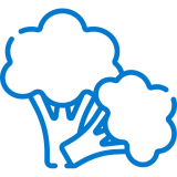 Blue broccoli icon
