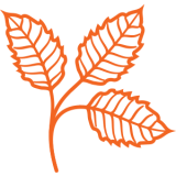 three leaves on one stem